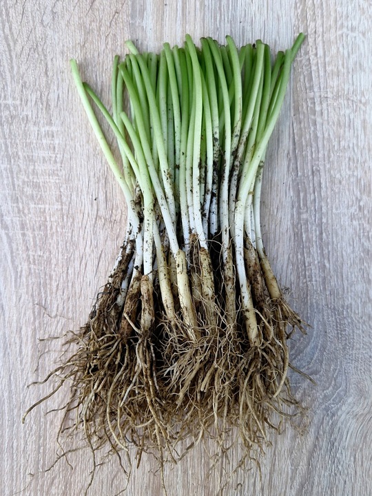 CZOSNEK NIEDŹWIEDZI DORODNE SADZONKI 60 sztuk