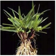 Trawa Mieszanka Traw SŁONECZNY OGRÓD tereny suche słoneczne 10KG Nasiona