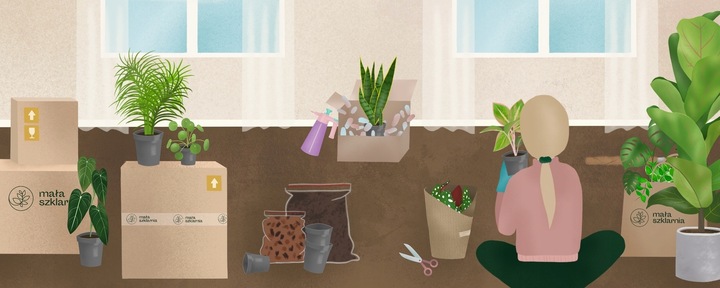 Monstera Monkey Mask XS Dziurawa Przepiękny Kwiat