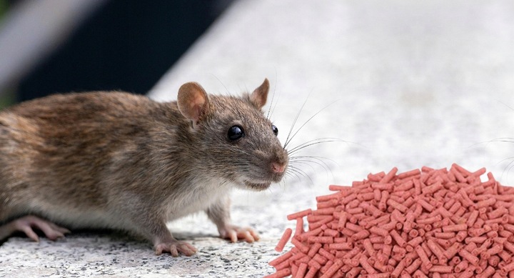 RATIMOR Trutka na myszy i szczury granulat Trucizna Bromadiolon 5kg