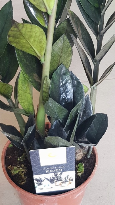 Zamiokulkas RAVEN ZAMIA