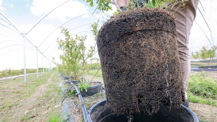 Węgiel brunatny do gleby CARBOMAT ECO 20 L (pH 4,5 - 5,0)