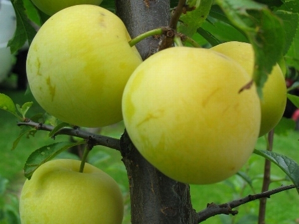 Śliwa RENKLODA ULENA POPULARNA Sadzonka z gołym korzeniem DUŻE JĘDRNE