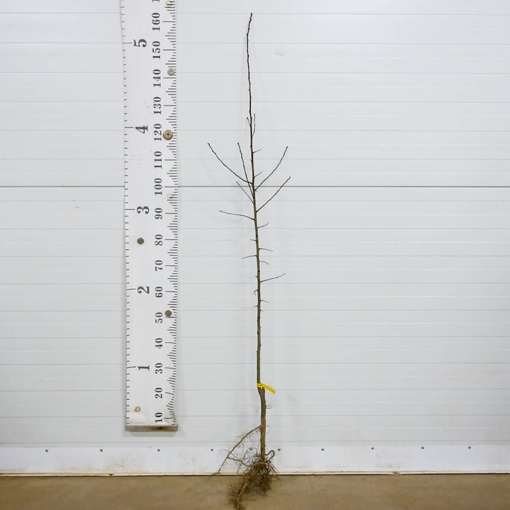 SADZONKI DRZEWKA OWOCOWE ŚLIWA WĘGIERKA ZWYKŁA SAMOPYLNA ODMIANA