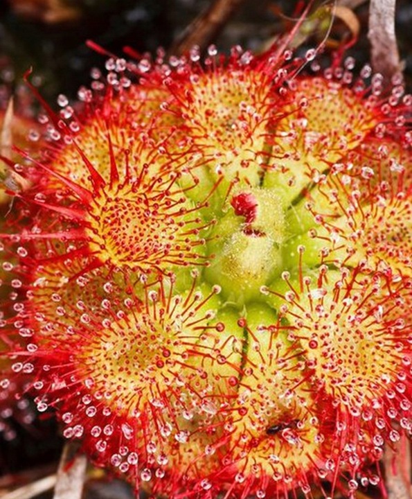 Torf KWAŚNY OGRODNICZY PLANTA DO ROŚLIN KWASOLUBNYCH BORÓWEK 3,0-4,0