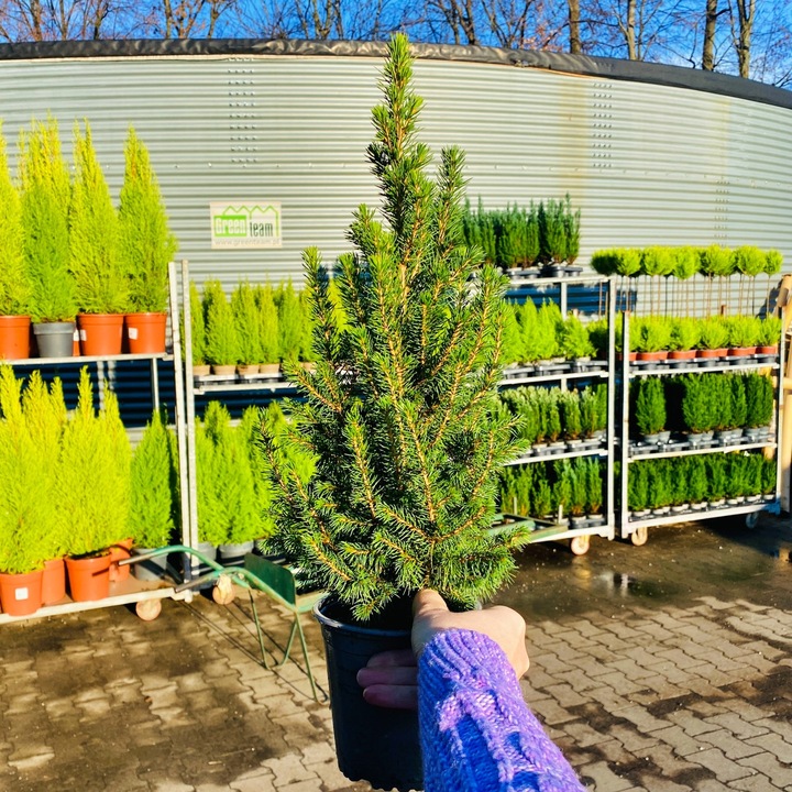 ŚWIERK CONICA ŁADNA CHOINECZKA DO DOMU I OGRODU CAŁOROCZNA SADZONKA W DONIC