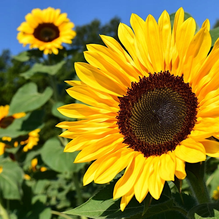 SŁONECZNIK CZARNY PREMIUM Drobny DLA PTAKÓW I NA POPLON ziarno 20KG