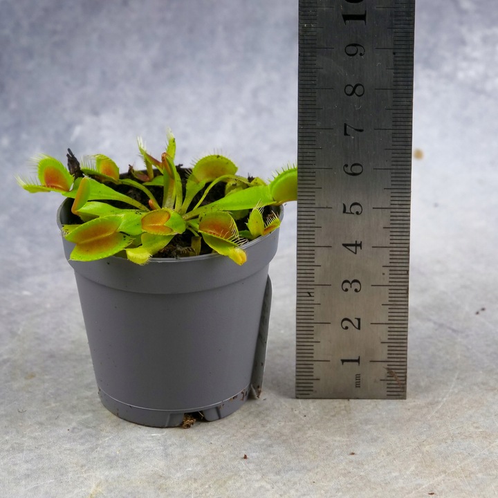 Muchołówka Dionaea Muscipula RED DRAGON OWADOŻERNA Zimoodporne