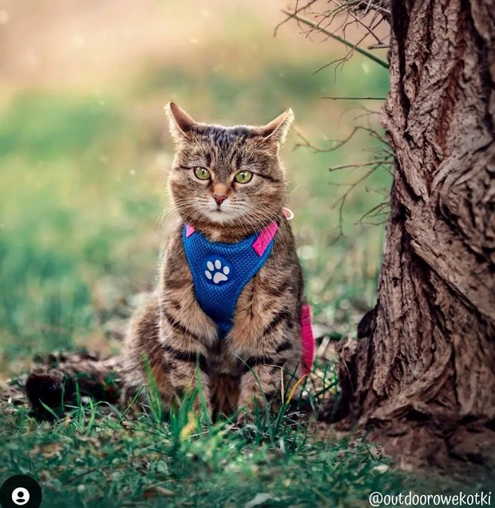 Pelo Szelki -Pelki bezuciskowe softshell 81w R.2