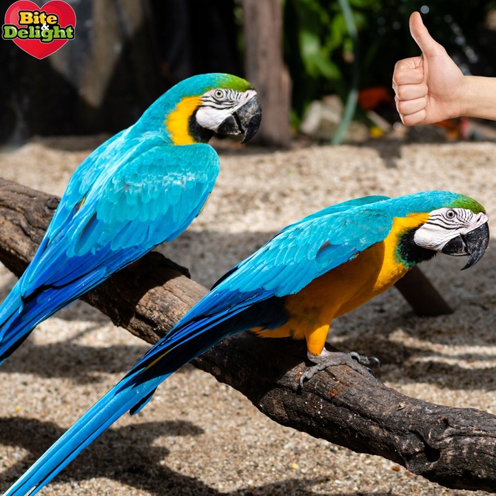 Karma dla papug pokarm dla nimfy falistej Zbilansowane źródło witamin