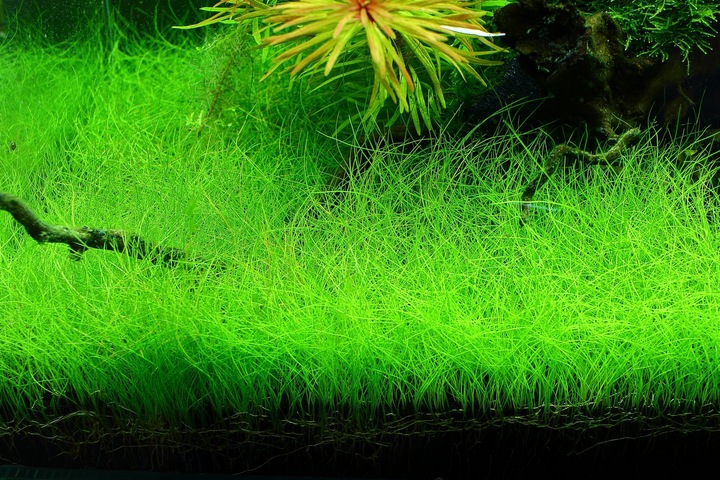 Rośliny do akwarium trawnik Eleocharis Parvula XXL