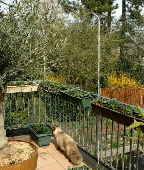 Siatka wzmacniana drucikiem na balkon dla kota 2x2 m