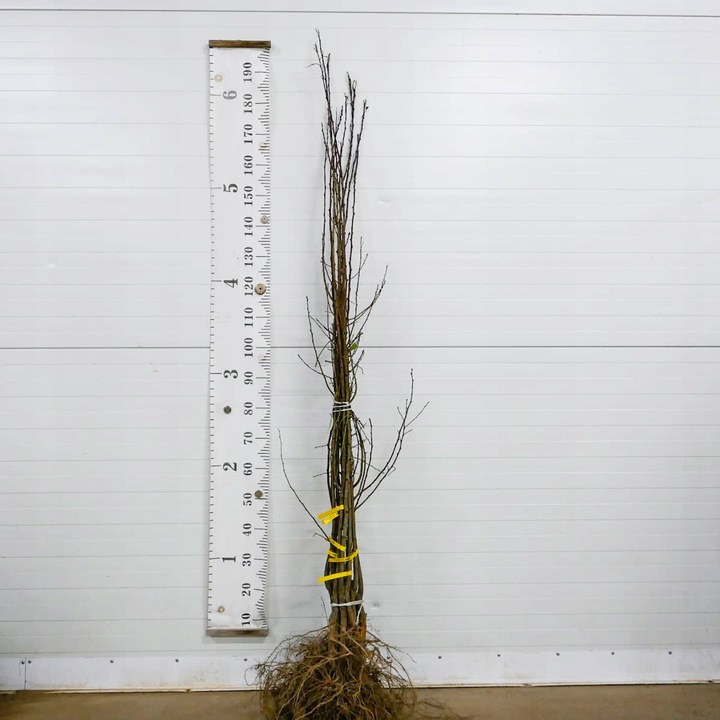 SADZONKI DRZEWKA OWOCOWE ŚLIWA WĘGIERKA ZWYKŁA SAMOPYLNA ODMIANA