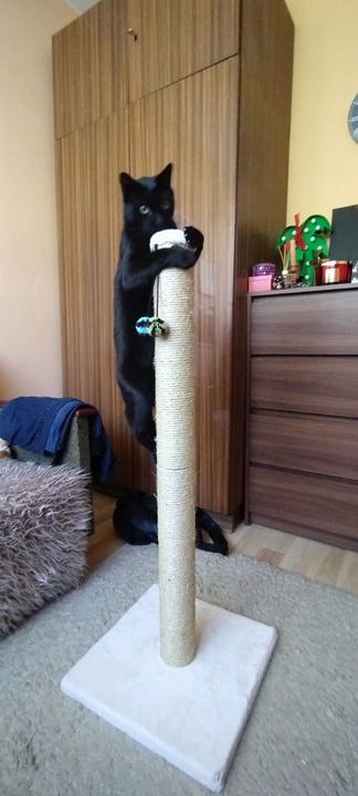 DRAPAK KOTA nr 03 , stopka 100 cm , DUŻY KOT