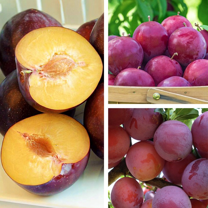 SADZONKI ŚLIWY RENKLODA ALTHANA SMACZNA SOCZYSTA PLENNA NR1 DRZEWKA