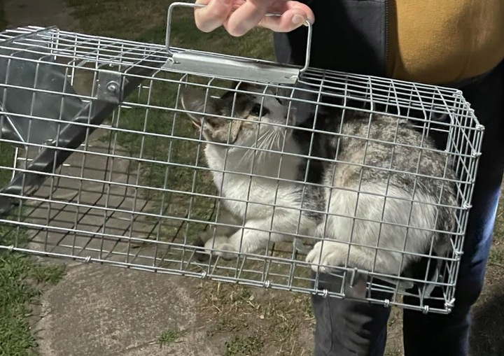 ŻYWOŁAPKA PUŁAPKA NA KUNY SZCZURY ŁASICE NORKI TCHÓRZE ŁASKI ŁAPKA