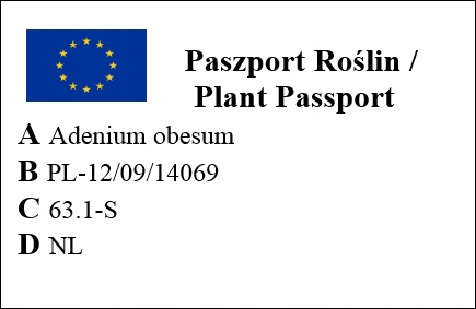 Róża pustyni ADENIUM OBESUM uroczy baobab Adenium opasłe MALUCH