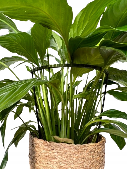 Podpórki do roślin kwiatów podpora podpórka obejma RING ŁĄCZONY 2w1 L 50/21