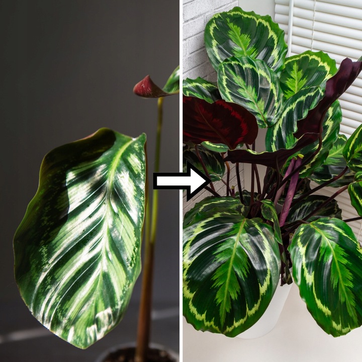 Podłoże MIX - Ziemia - Do Roślin ZIELONYCH PREMIUM Mieszanka Green