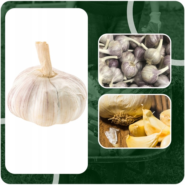 CZOSNEK ZIMOWY HARNAŚ 5,5CM – DUŻE ZĄBKI POLSKA JAKOŚĆ MOCNY PLON