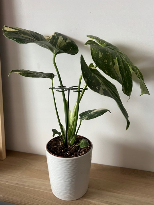 Podpórki do kwiatów podpórka chwytak z prętem 33cm OCTOPUS M 15cm 3 szt.