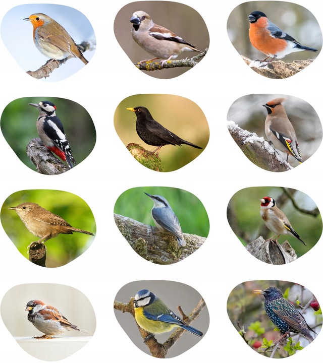 KARMA DLA PTAKÓW DZIKICH ZIMUJĄCYCH POKARM ZIARNO IDEALNY DO KARMNIKA 10KG