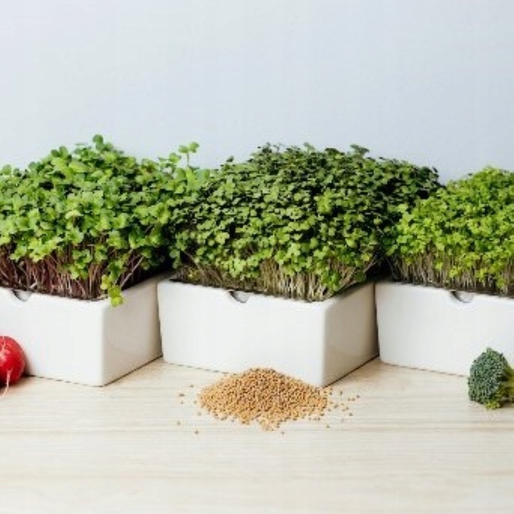 TORAF MICROGREENS MŁODE LISTKI ZESTAW 4 ROŚLIN MAT BOMBA WITAMINOWA NASIONA