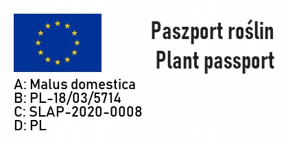 Jabłoń PIROS wczesna PRZEPYSZNA sierpniowa odmiana