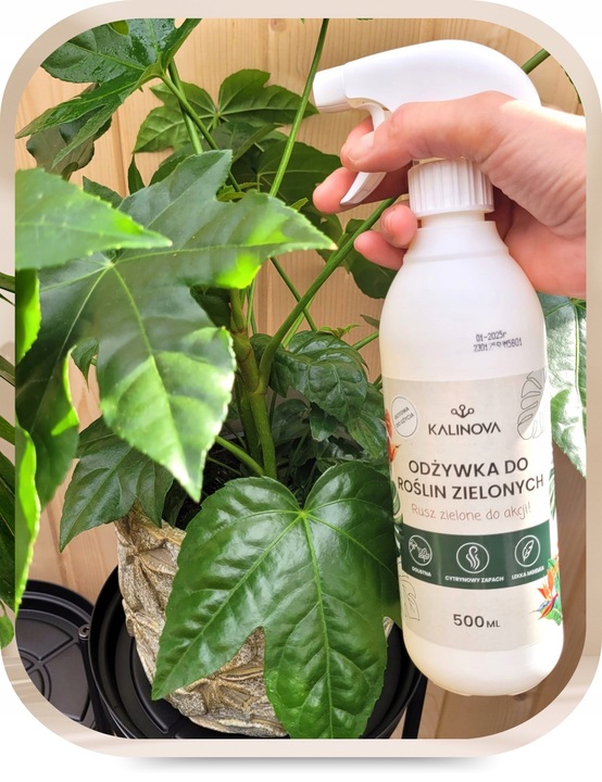 Odżywka Nawozowa Nawóz Do Liści Roślin Zielonych Monstery Palm Fikusa