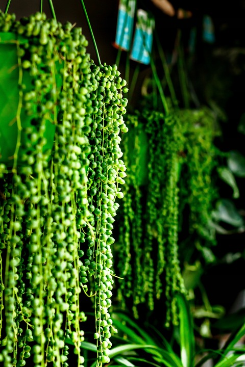 SENECIO rowleyanus STARZEC ROWLEYA D6cm ZIMOWE ZABEZPIECZENIE