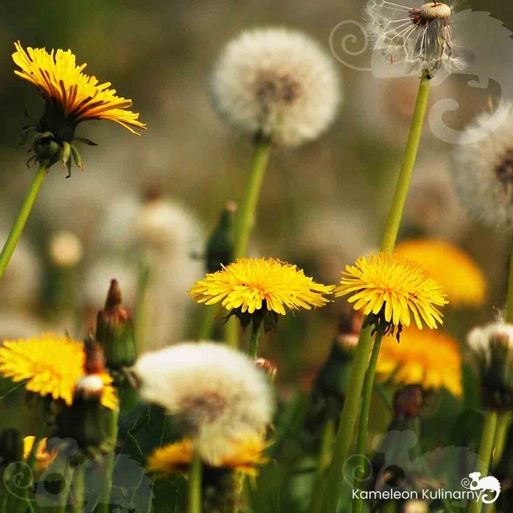 KAWA Z MNISZKA Zestaw: Naturalna + Orzechowa + Kawowa 3szt x 150G 0,45KG