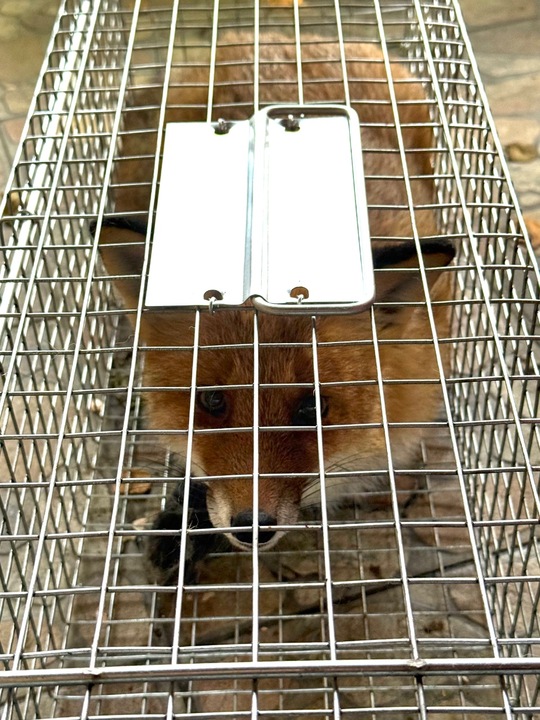 ŻYWOŁAPKA PUŁAPKA NA KUNY SZCZURY ŁASICE NORKI TCHÓRZE ŁASKI ŁAPKA