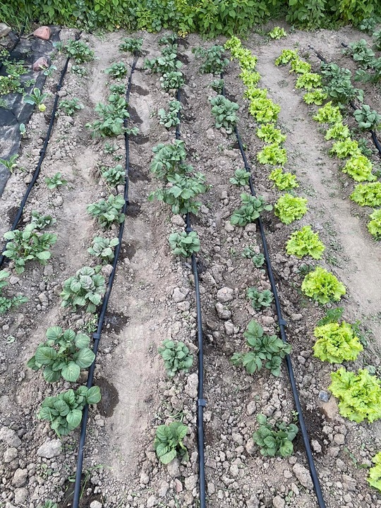 LINIA KROPLUJĄCA NAWADNIANIE KROPELKOWE 50m + 56 elementów Wąż pocący