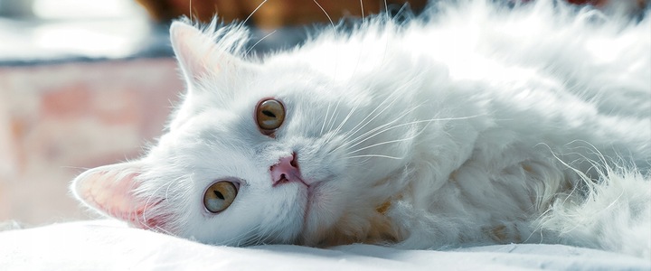 Żwirek silikonowy dla kota bezpyłowy SILKY 8x3,8l ZESTAW 8 sztuk