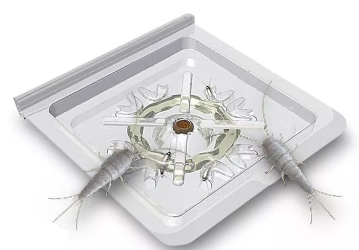 PUŁAPKA NA RYBIKI CUKROWE SREBRZYKI 8 SZTUK