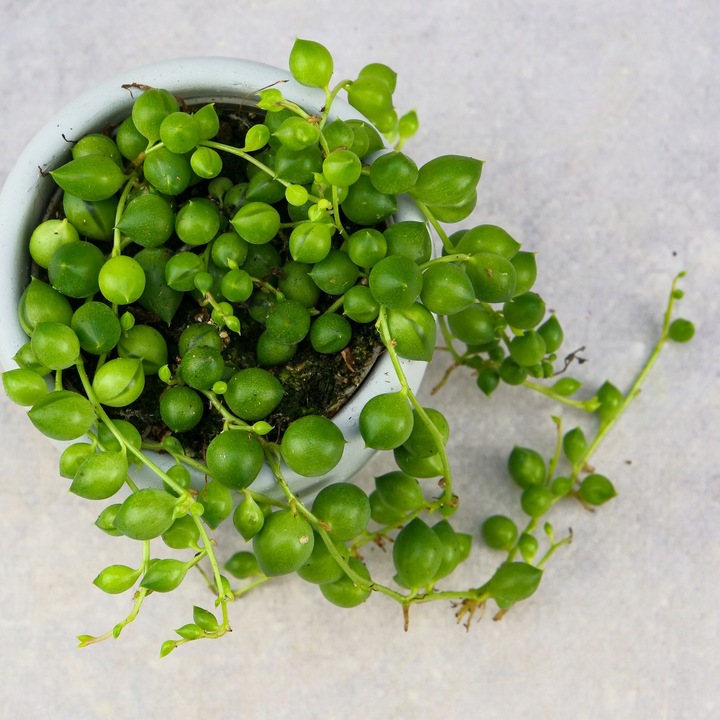SENECIO rowleyanus STARZEC ROWLEYA D6cm ZIELONE KORALIKI NA SZNURECZKU