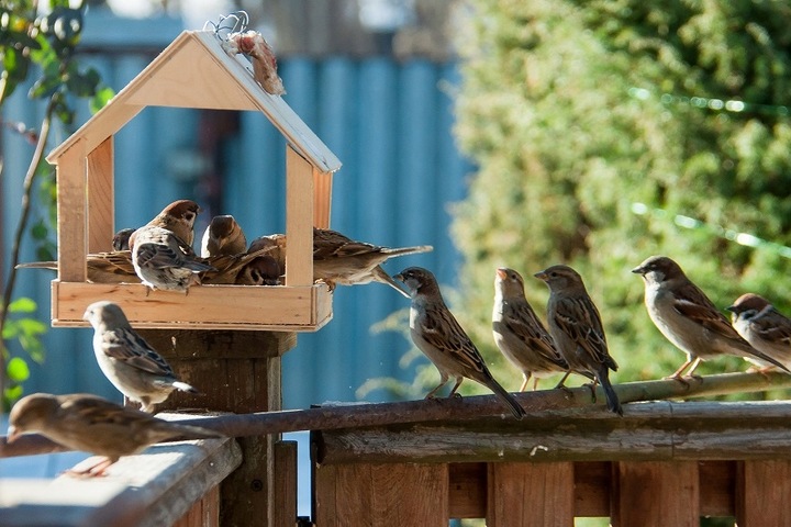 KARMA DLA PTAKÓW 20kg POKARM DROBNE ZIARNO DO KARMNIKA PTASI PRZYSMAK