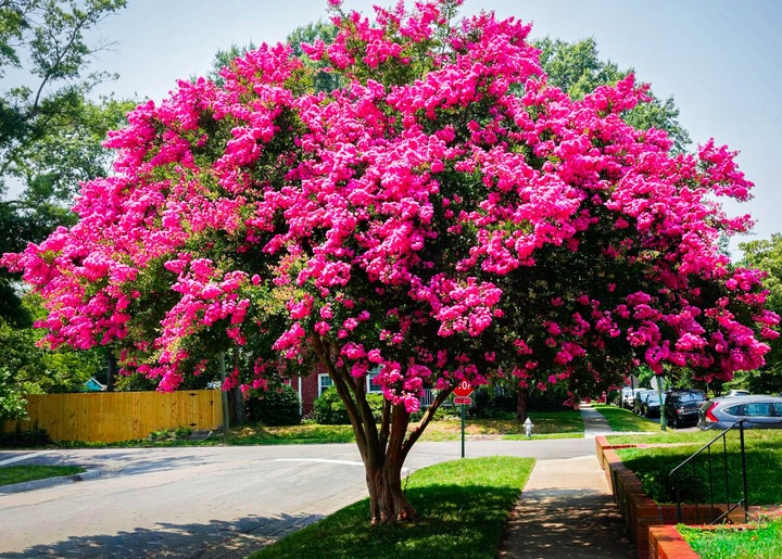 LAGERSTROEMIA INDICA NAJDŁUŻEJ KWITNĄCY KRZEW ŚWIATA PINK RÓŻOWA