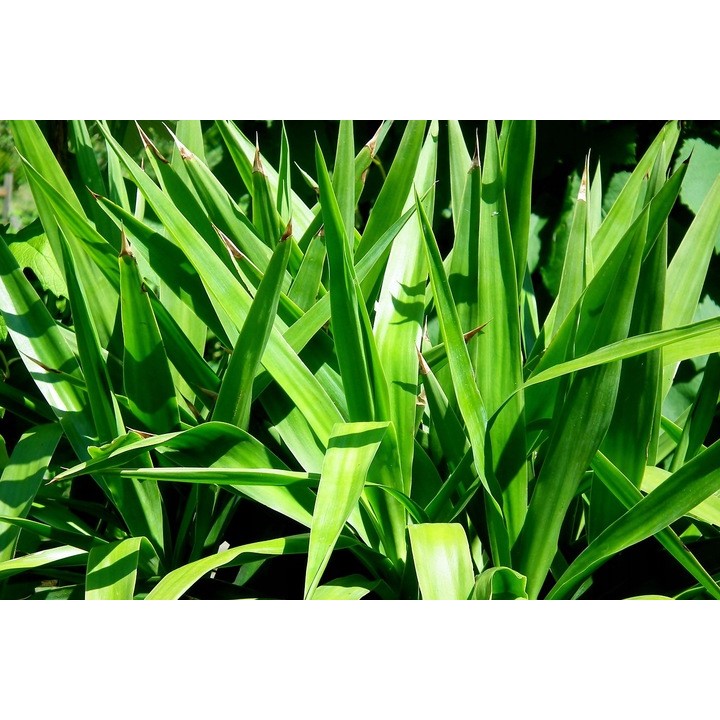 PODŁOŻE DO KWIATÓW ROŚLIN i PALM ZIEMIA UNIWERSALNA Z NAWOZEM COMPO