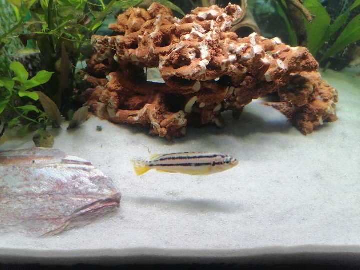 16kg Biały Piasek Kwarcowy do Akwarium 0,5-1mm