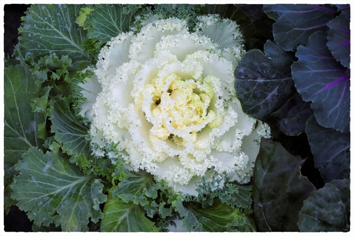 Kapusta ozdobna ZESTAW 8szt sadzonek MIX KOLORÓW na jesień i zimę