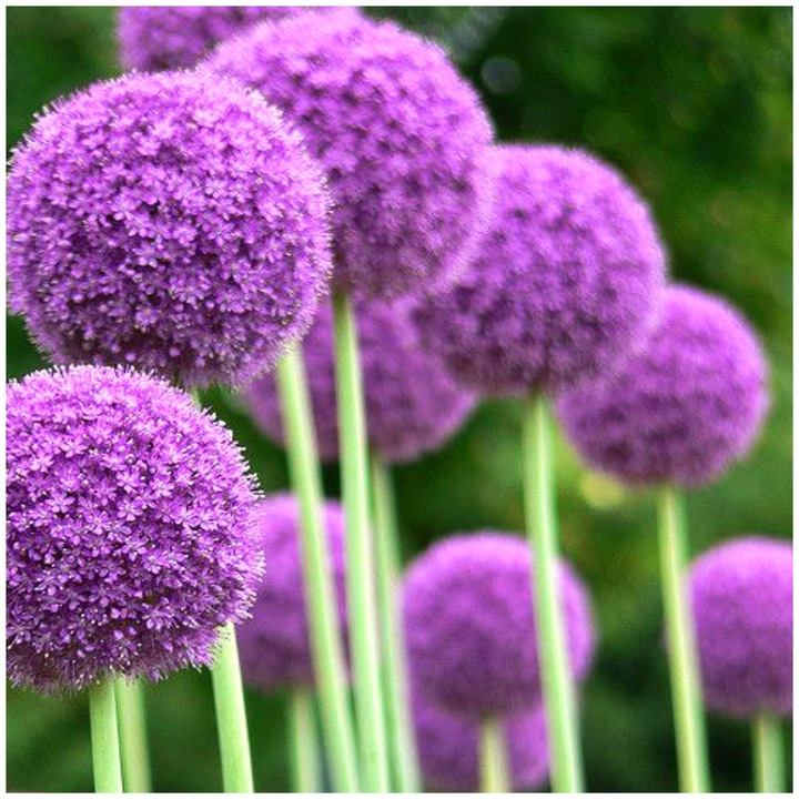 ALLIUM CZOSNEK OLBRZYMI OZDOBNY MIX cebulki 20 szt. + GRATIS