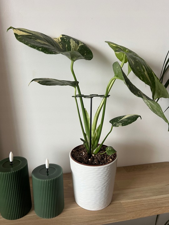 Podpórki do kwiatów podpórka chwytak z prętem 33cm OCTOPUS M 15cm 3 szt.