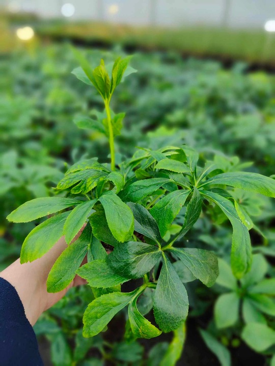 CIEMIERNIK HELLEBORUS DOUBLE ELLEN PICOTEE sadzonka 2 letnia doniczka