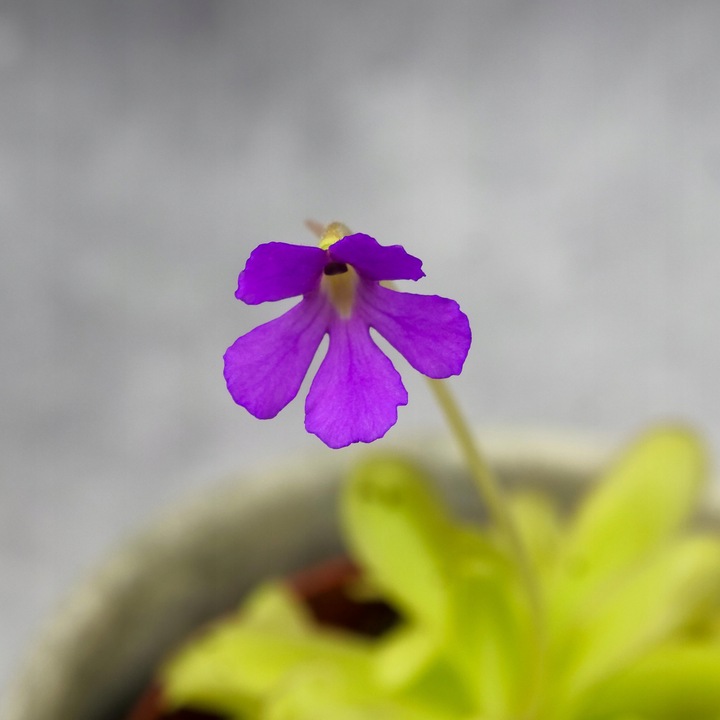 Pinguicula Tłustosz "TINA" idealny na ziemiórki, muszki owocówki itp.