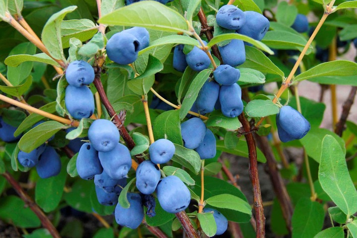 Szkółka Jagoda Kamczacka ZESTAW KANADYJSKICH odmian