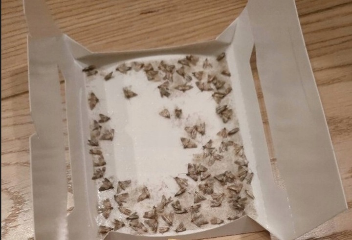 5szt Silna Pułapka na Mole Kuchenne Spożywcze Feromony Lep na Mole