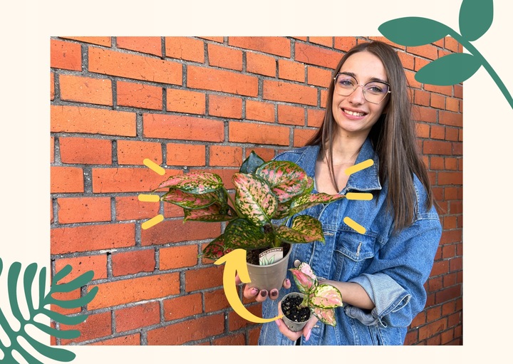 Liść laurowy przyprawa do kuchnii dodatek do zup