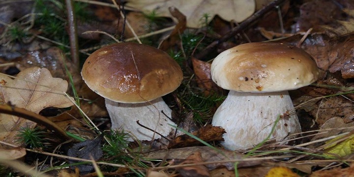 Grzybnia Borowik Szlachetny – Mikoryza, Grzyby do Ogrodu