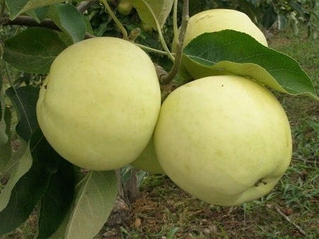 Jabłoń PAPIERÓWKA Oliwka żółta/ ODMIANA DESEROWA
